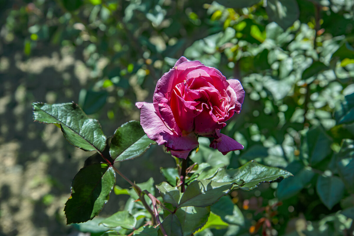 Роза - Анатолий Чикчирный