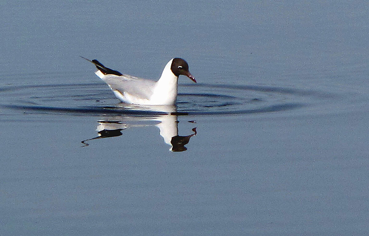 Чайка - Александр Ильчевский 