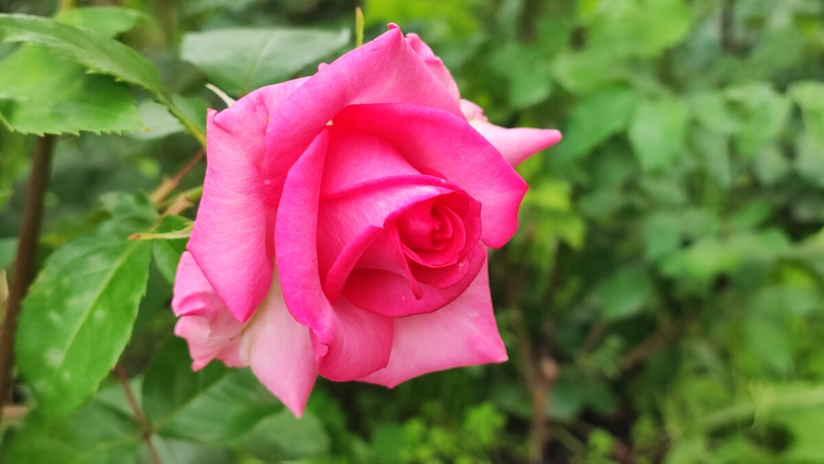 ,,, - Сергей Тимоновский