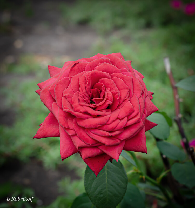 *** - Андрей К *** - Андрей К