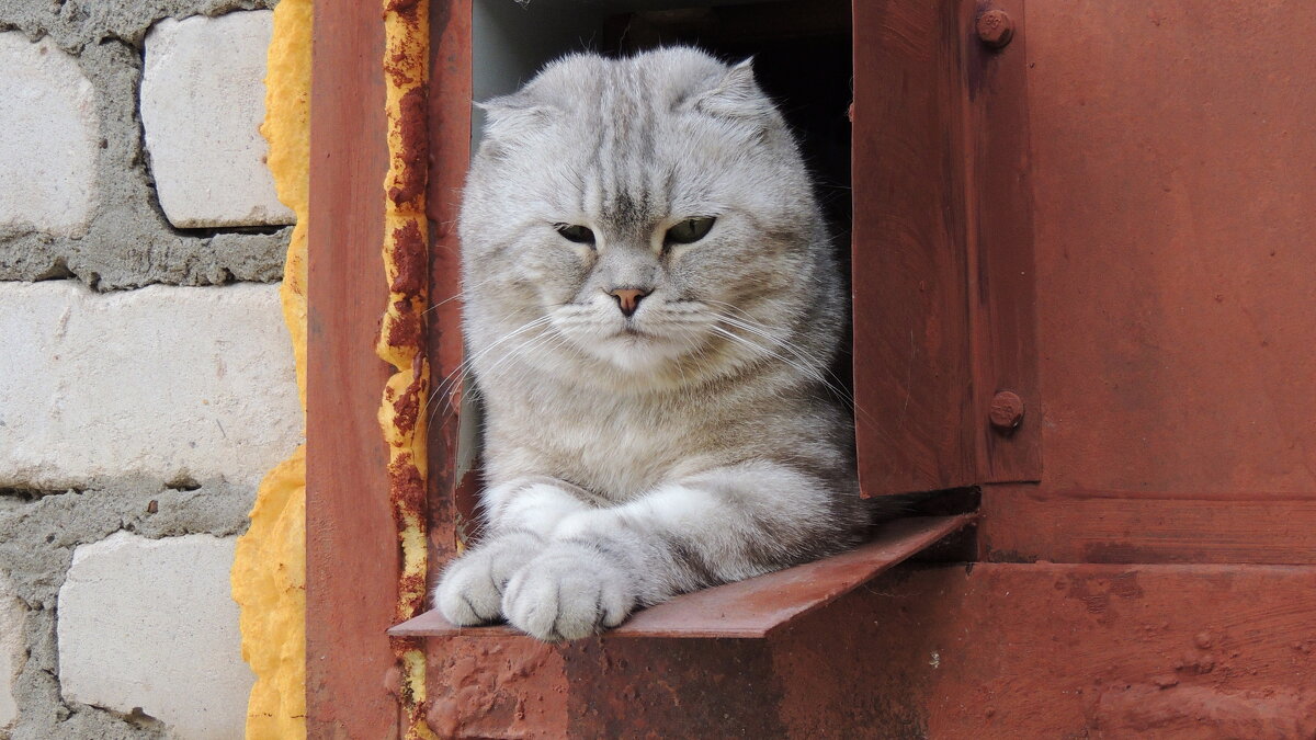 Строгий охранник! - Игорь Родионов Строгий охранник! - Игорь Родионов