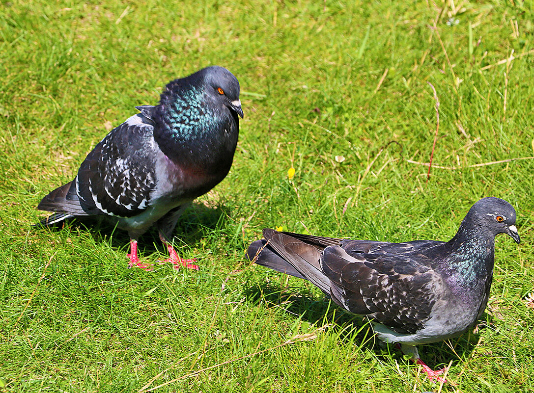 Ты постой-постой, красавица моя... - Светлана 