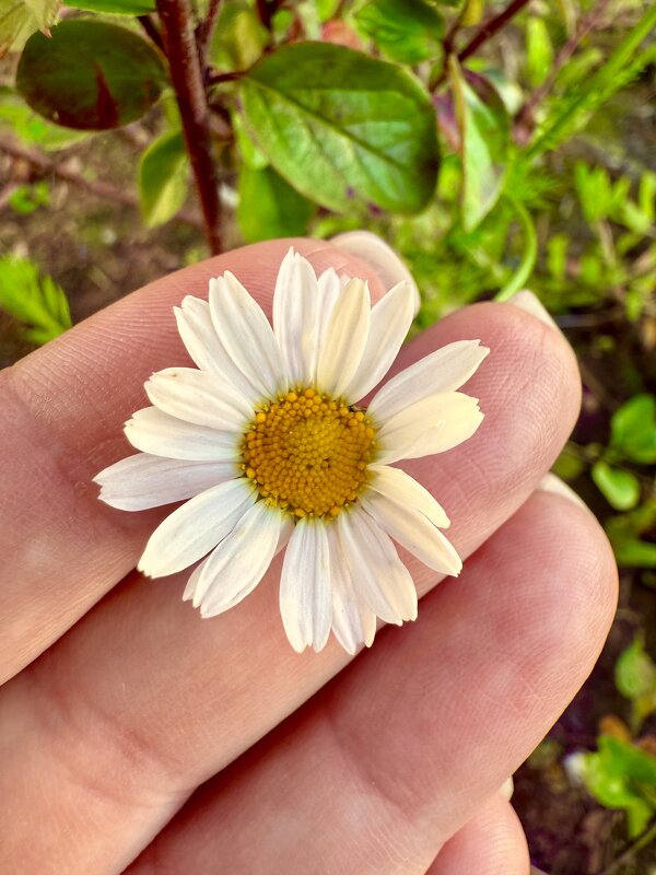 Просто ромашка - Iren Brilliance