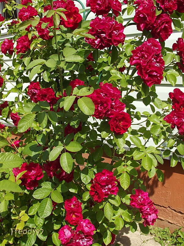 Стена из роз - Freddy 97 Стена из роз - Freddy 97