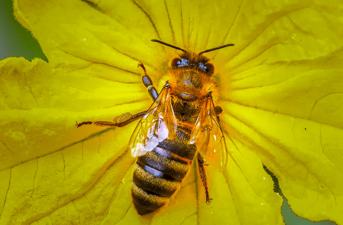 Медоносная пчела - Aleksey Afonin