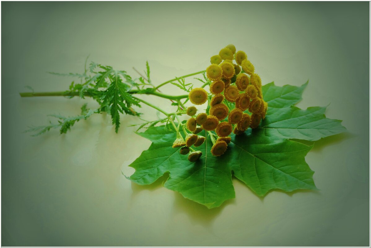 ПИЖМА... - Elvira E. ПИЖМА... - Elvira E.