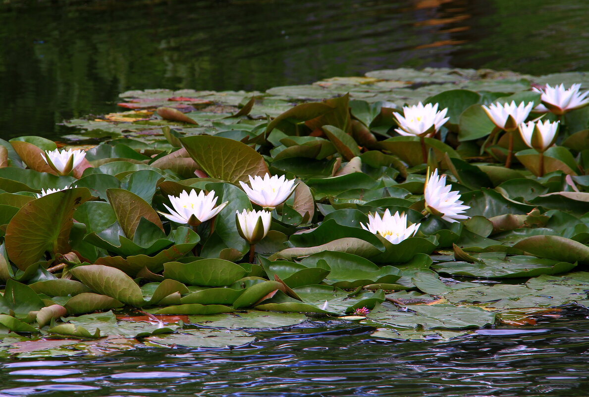 ** - Vlad Сергиевич ** - Vlad Сергиевич