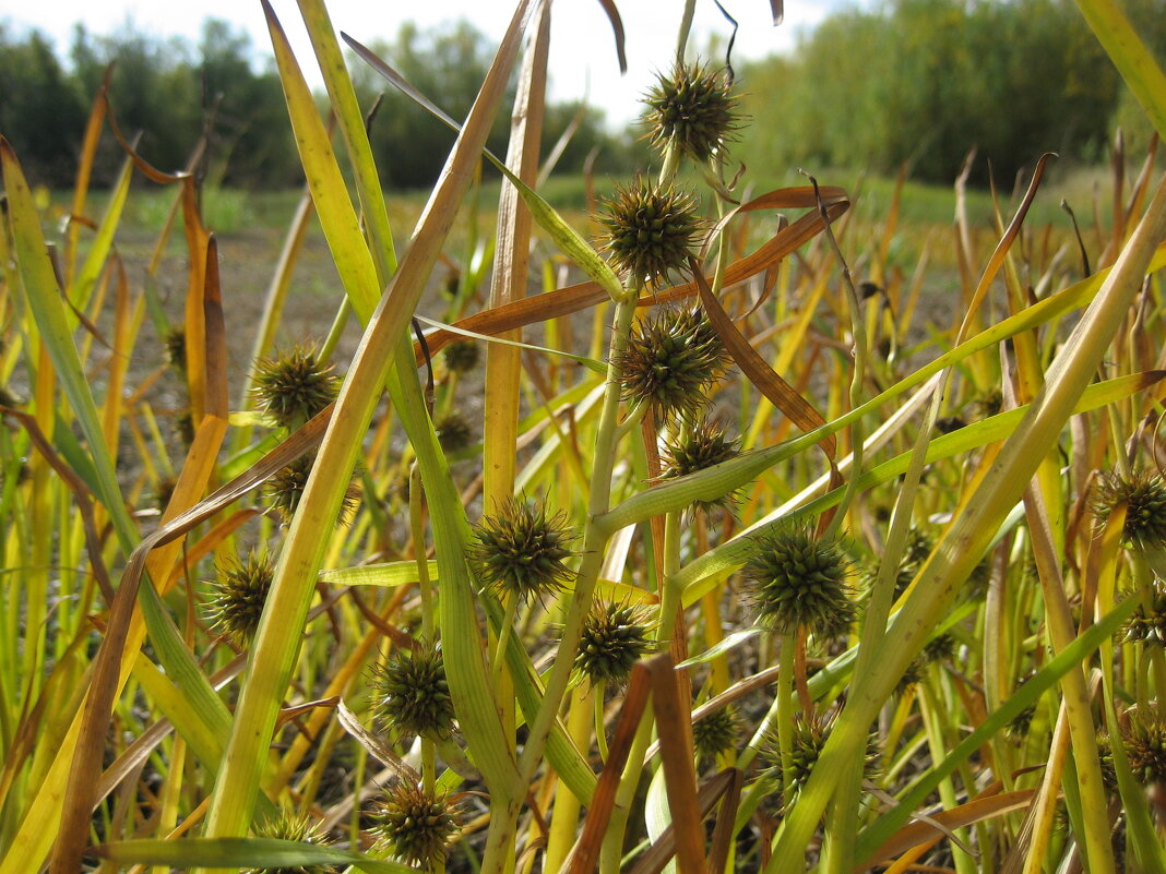 Ежеголовник - Anna Ivanova