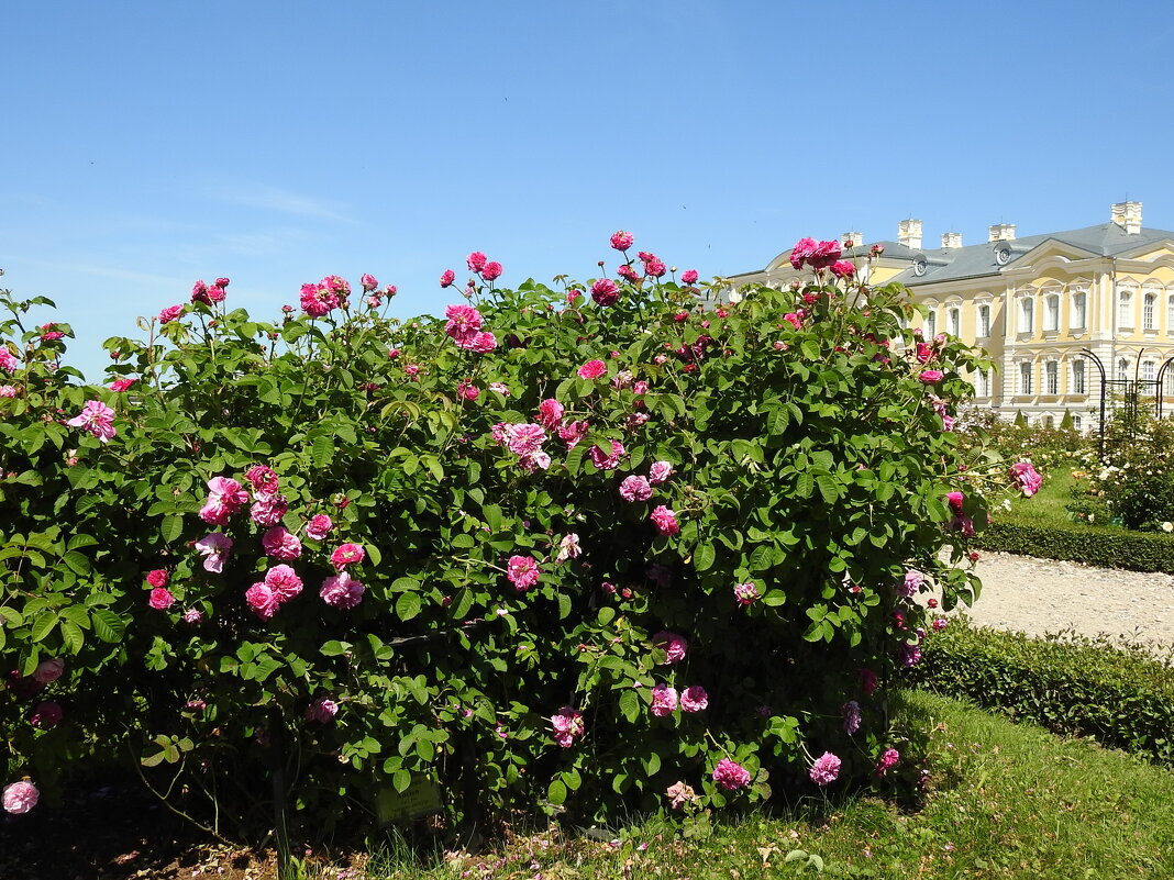 французский парк в Рундале - ИННА ПОРОХОВА