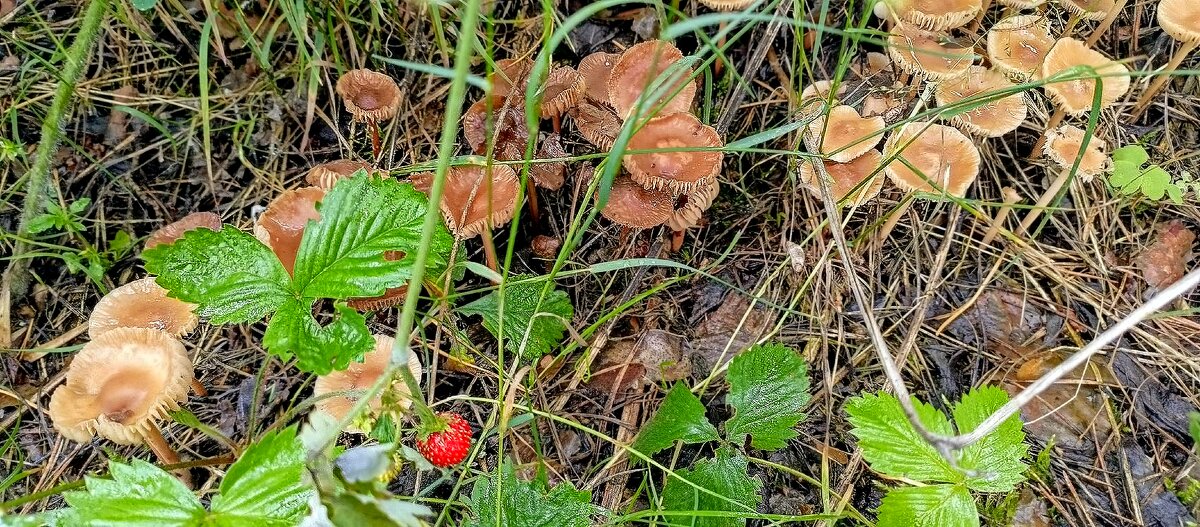 На лесной полянке. - Михаил Столяров