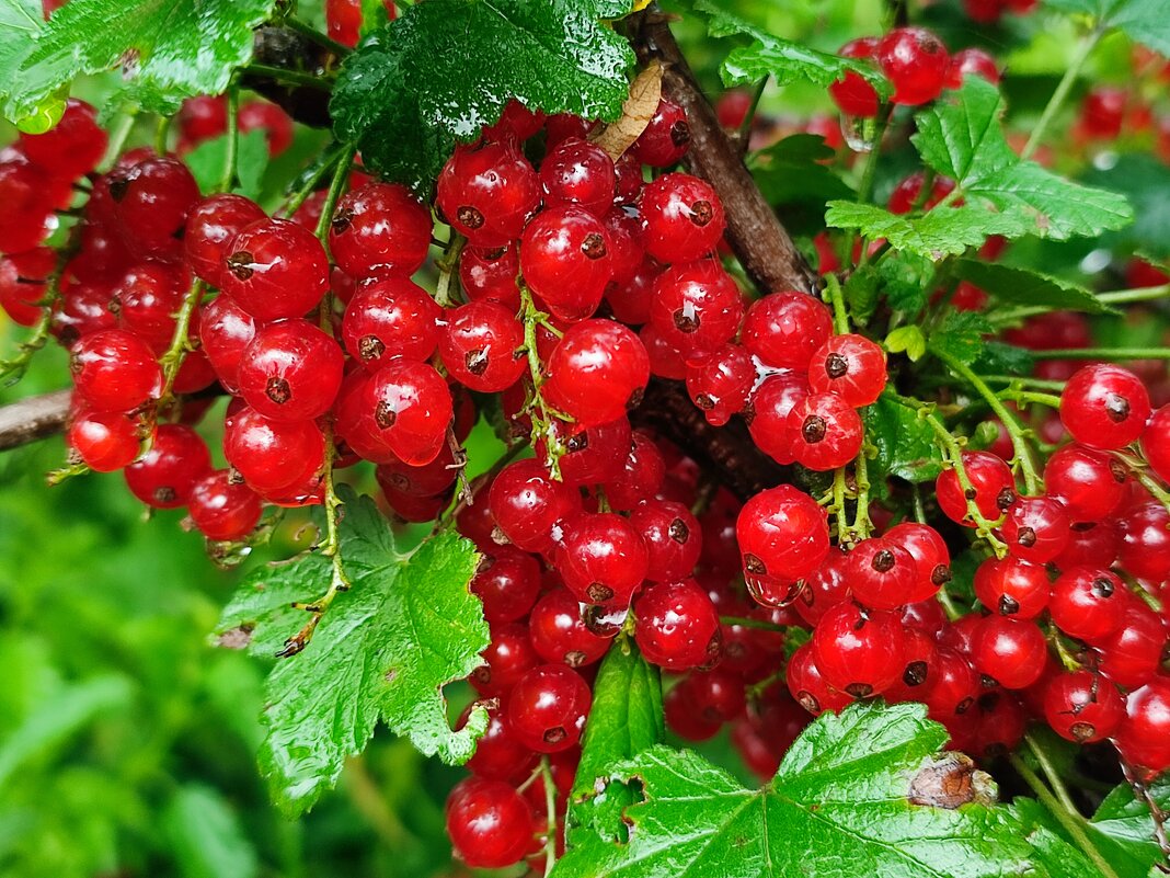 Смородина под дождём - Валентина Богатко Смородина под дождём - Валентина Богатко