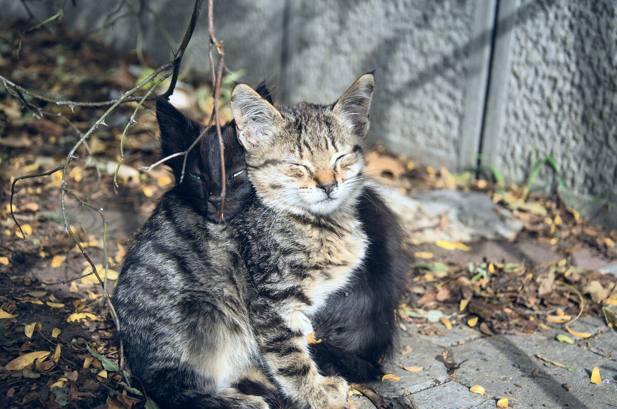 братское плечо - Александр 