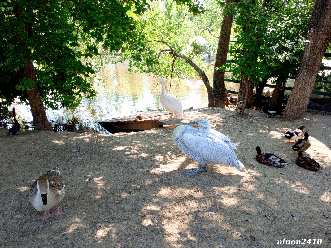 В ростовском зоопарке - Нина Бутко