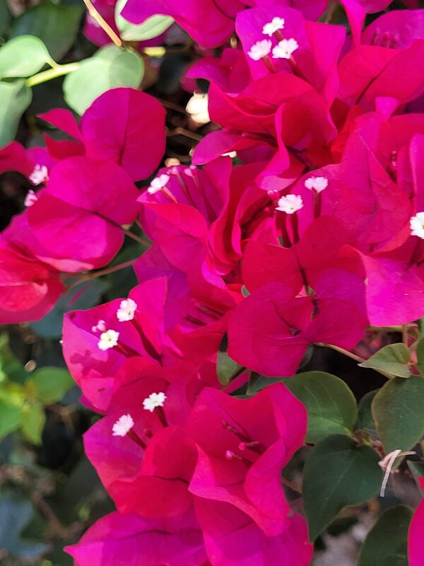 Цветение кустов - Светлана Хращевская