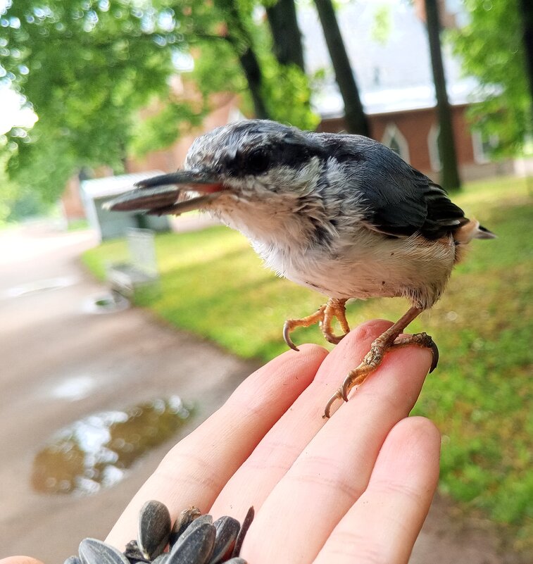Поползень - Сапсан 