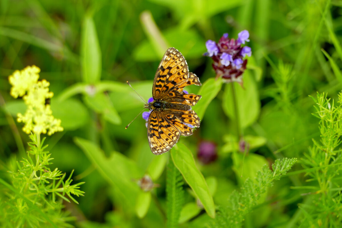 июльские картинки 1 - Александр Прокудин