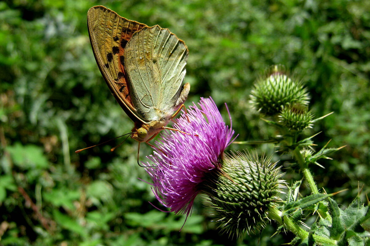 ЗАВТРАК... - Татьяна Касьяненко ЗАВТРАК... - Татьяна Касьяненко