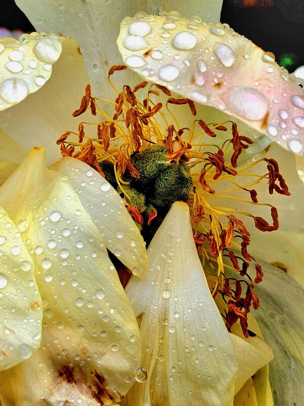 Плаксивый пион - Галина Левина