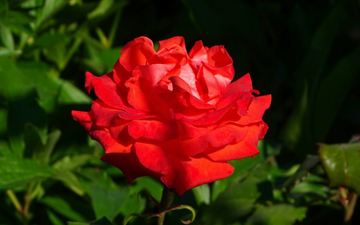 О красоте цветов. - Милешкин Владимир Алексеевич О красоте цветов. - Милешкин Владимир Алексеевич