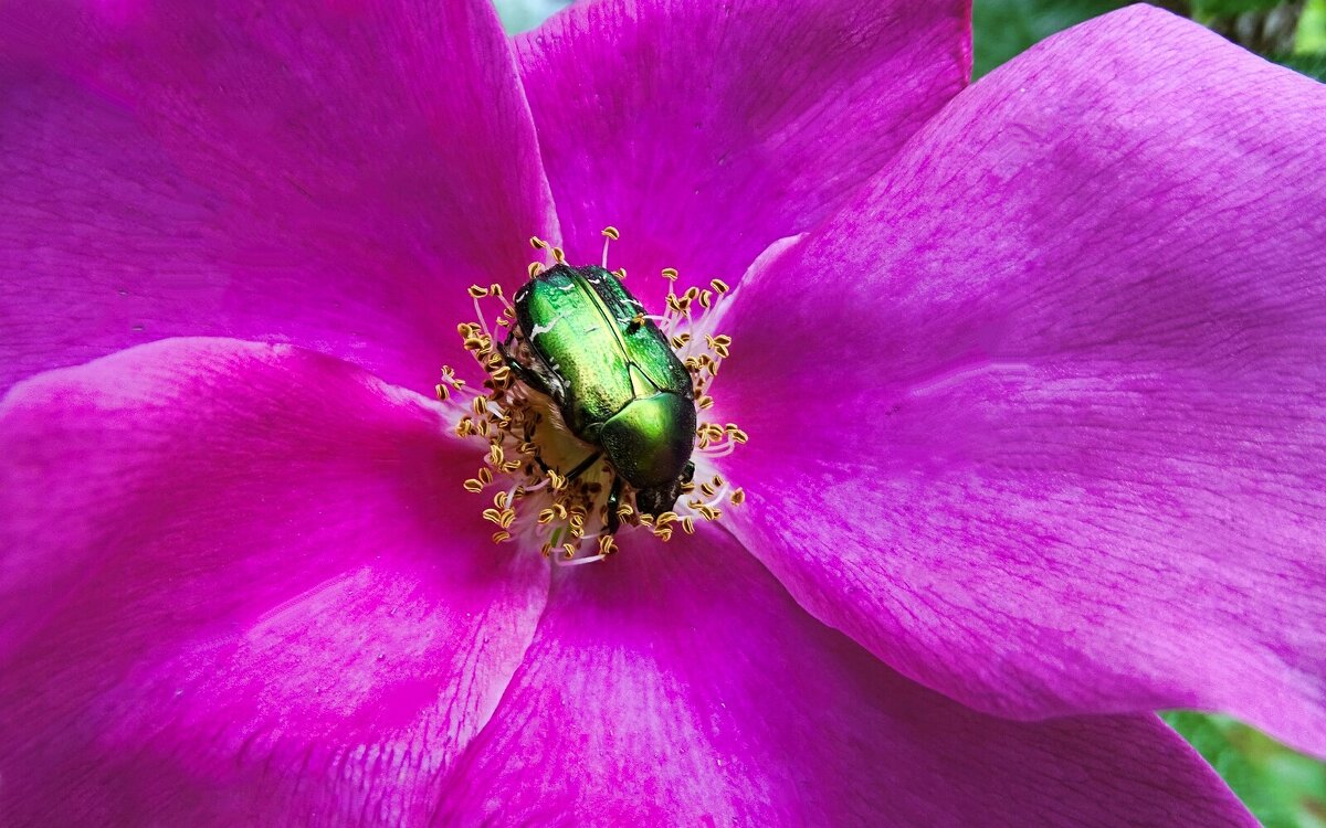 Бронзовка на цветке шиповника. - Милешкин Владимир Алексеевич Бронзовка на цветке шиповника. - Милешкин Владимир Алексеевич