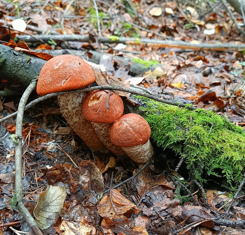 Нам преграды нипочëм... - Ирина *