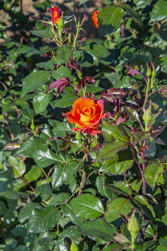 Роза - Анатолий Чикчирный Роза - Анатолий Чикчирный