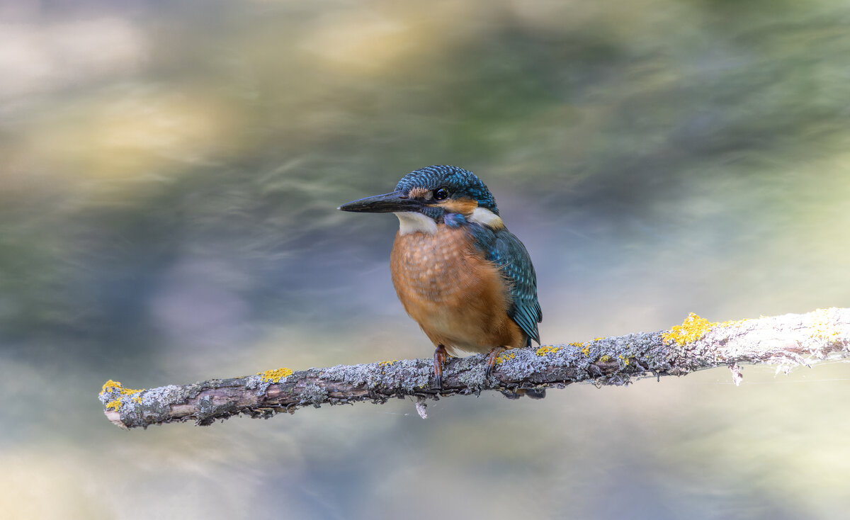 зимородок. - юрий макаров