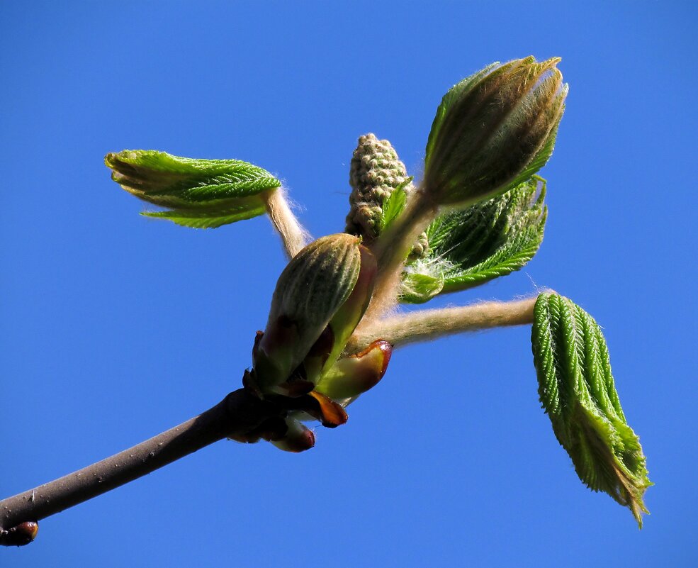 Первые листья - Роман Савоцкий