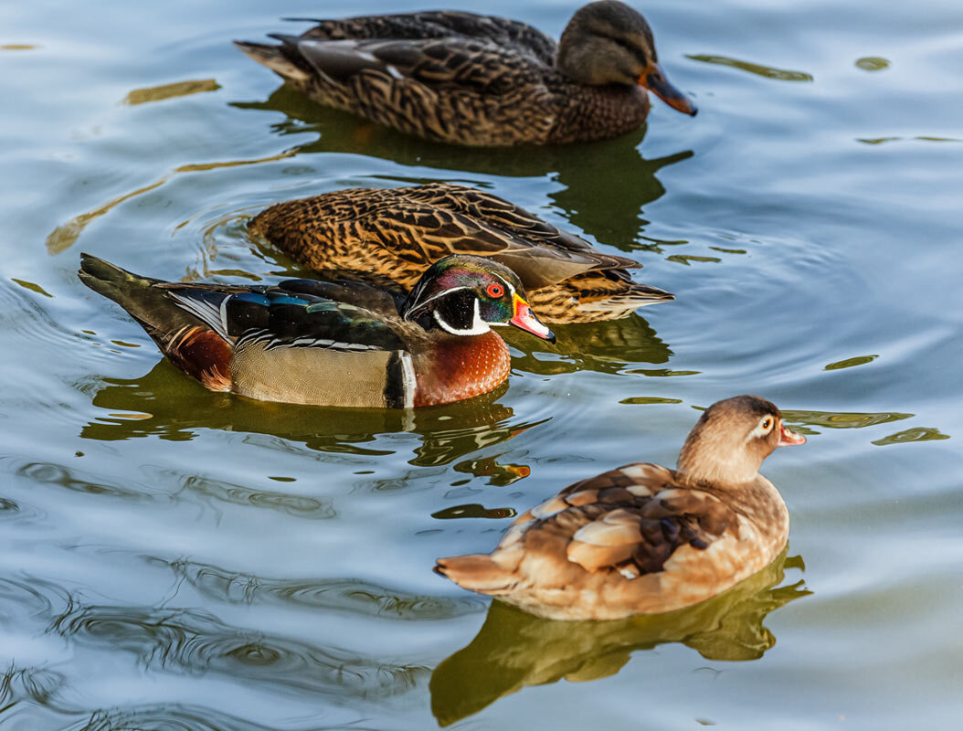 Каролинка - SanSan 