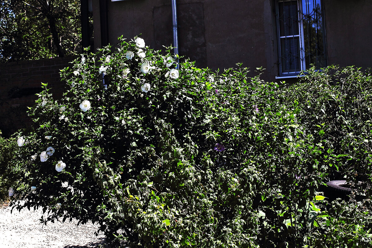 Цветник - Юрий Гайворонскiий Цветник - Юрий Гайворонскiий