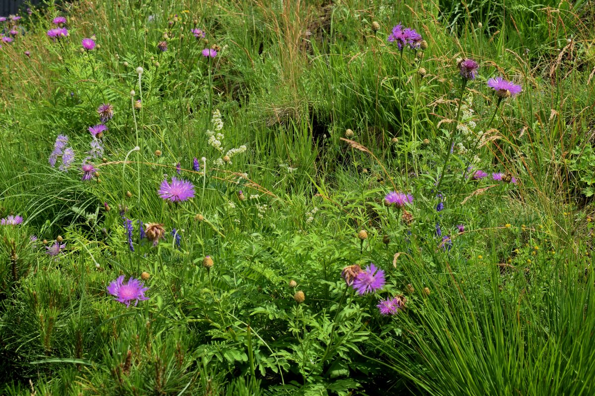 Лето! Ах, лето! - Татьяна Помогалова Лето! Ах, лето! - Татьяна Помогалова