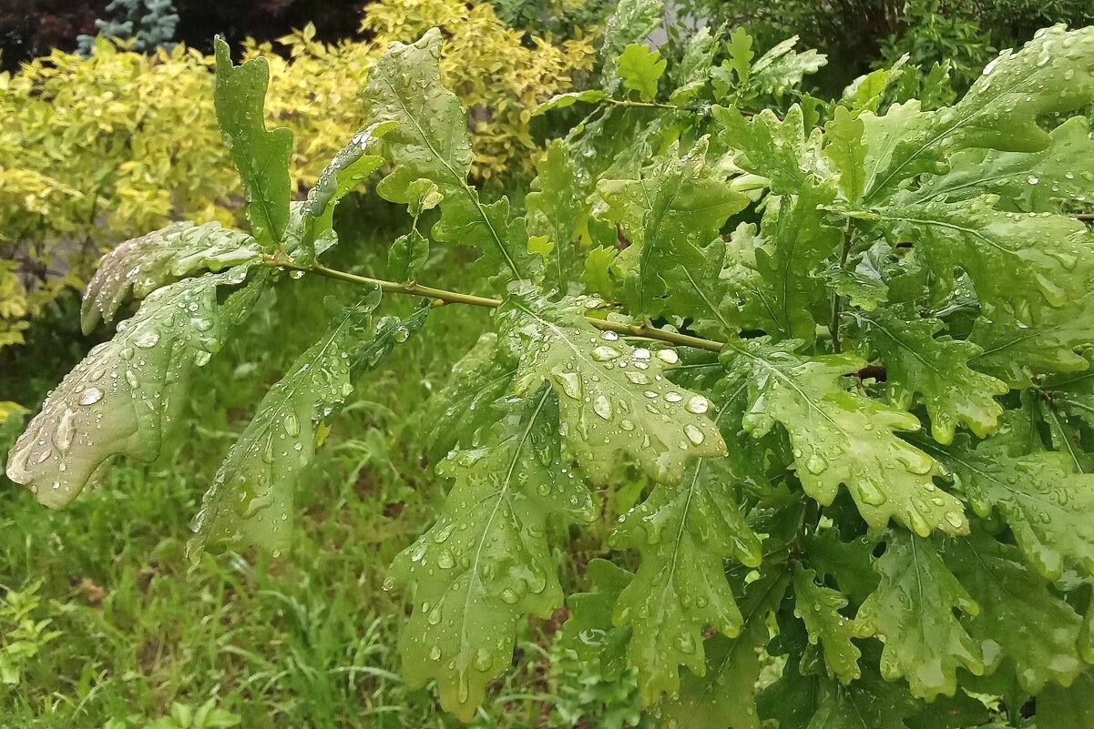 Фото во время дождя - Вера ВЕСНА см. Фотогруппа ВЕСНА Личный Блог Фото во время дождя - Вера ВЕСНА см. Фотогруппа ВЕСНА Личный Блог