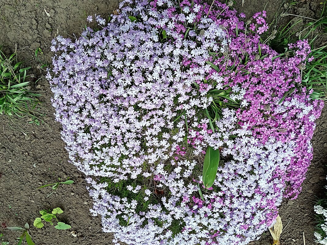 Цветы. - Владимир Драгунский Цветы. - Владимир Драгунский