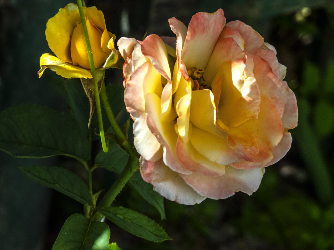 Глория  Дей - Валентин Семчишин