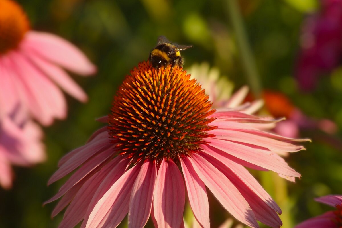 Доброе утро - Юрий. Шмаков Доброе утро - Юрий. Шмаков