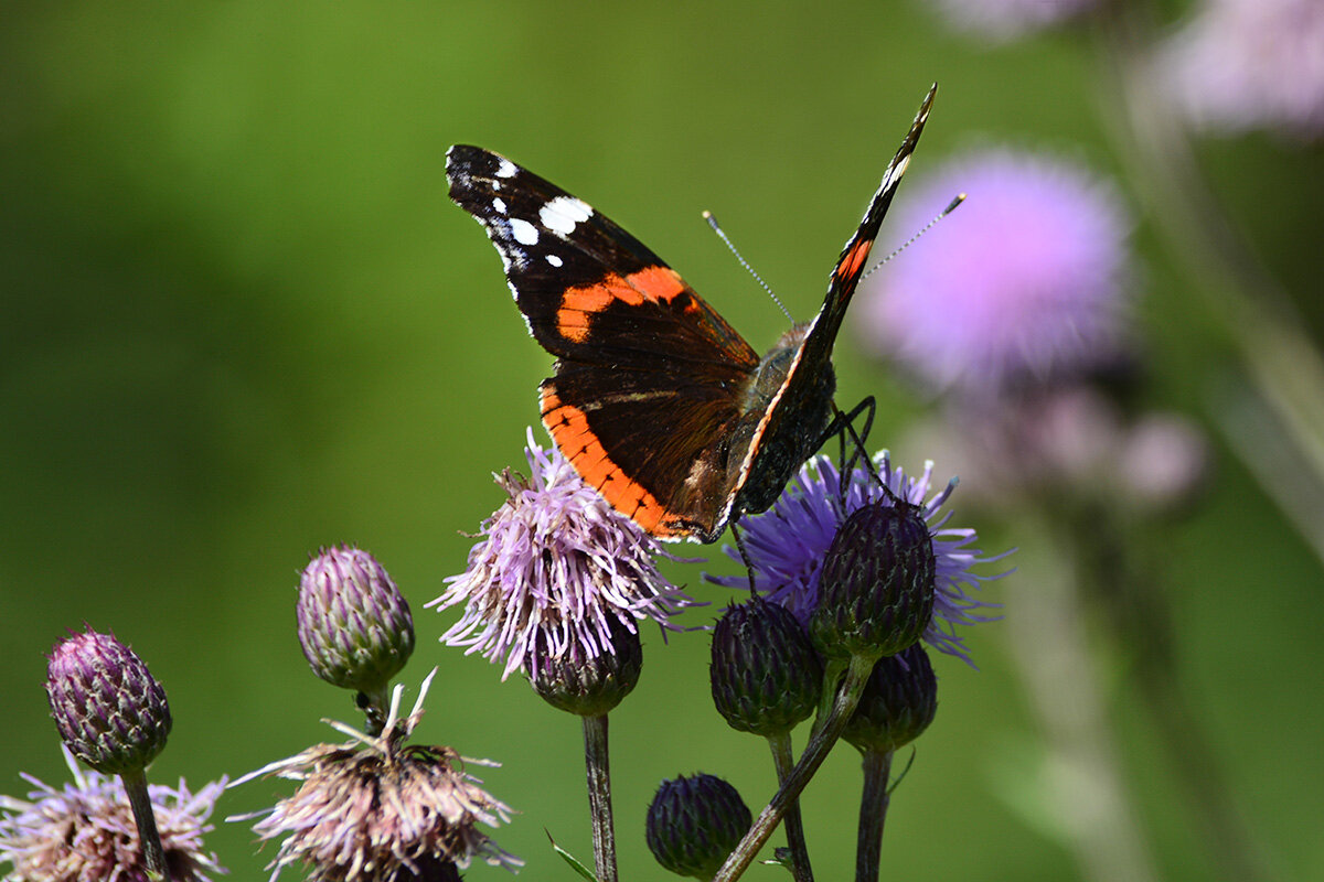 Адмирал - Геннадий Супрун Адмирал - Геннадий Супрун