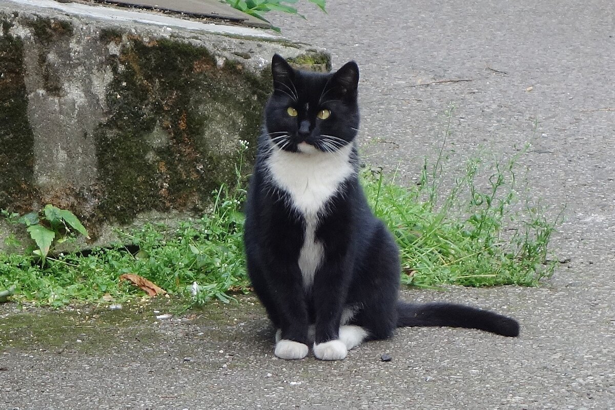 Братья наши меньшие - Рита Симонова