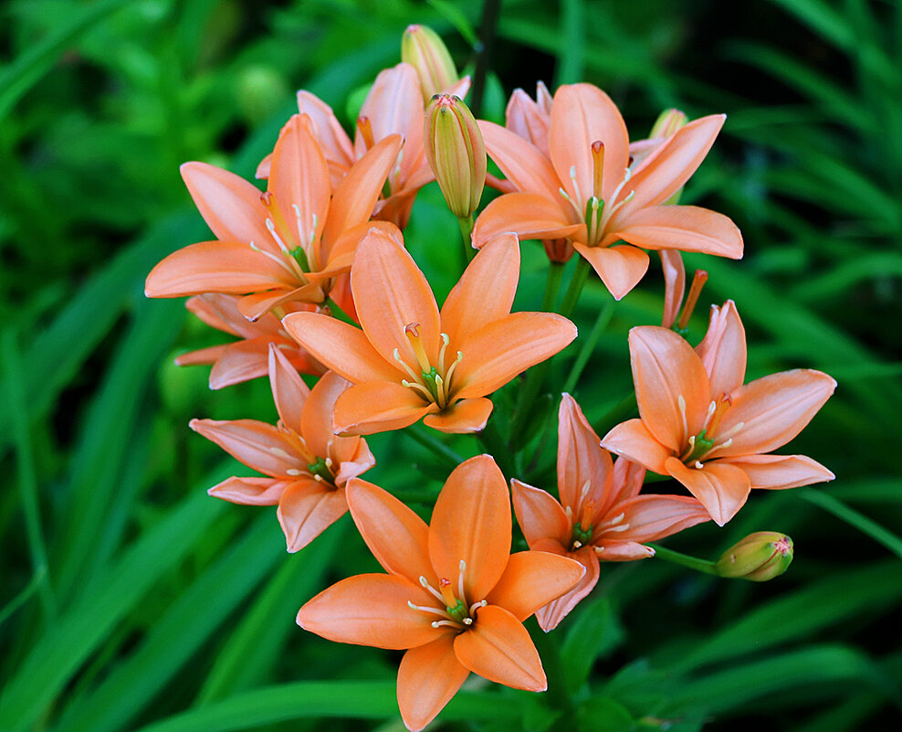 С днём семьи, любви и верности! - Светлана С днём семьи, любви и верности! - Светлана