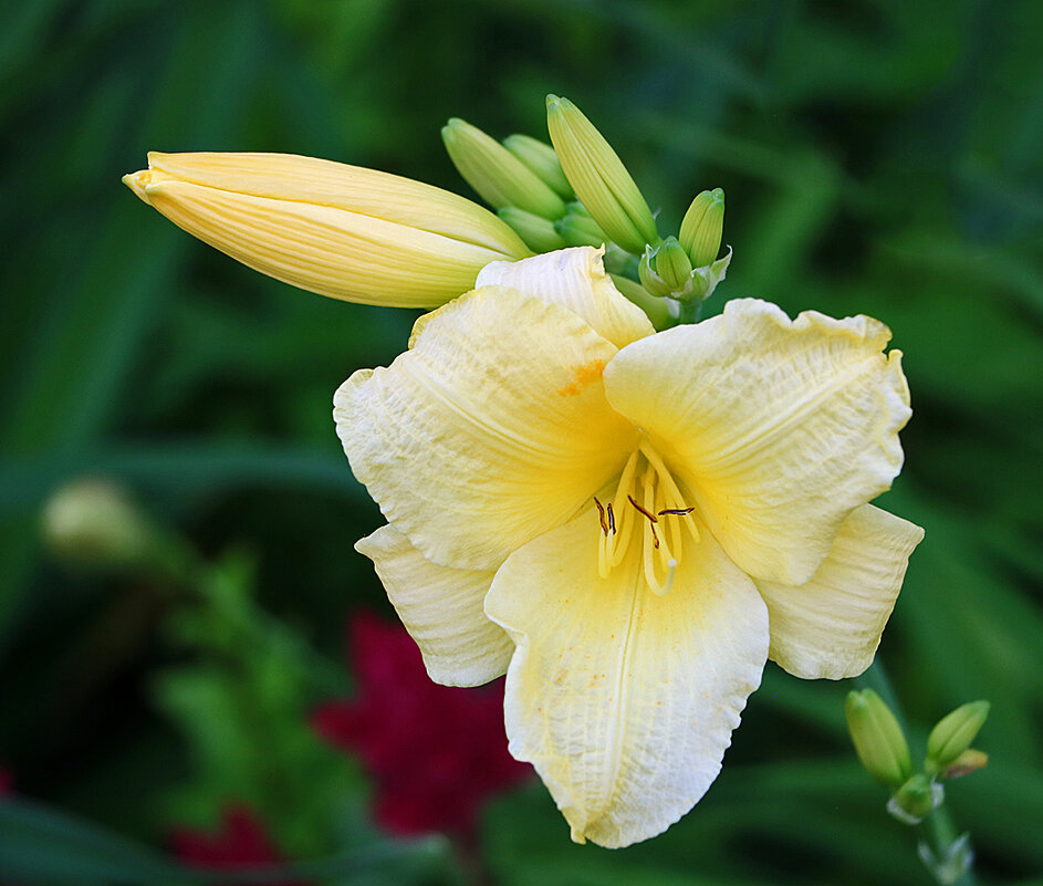 *** - Светлана *** - Светлана