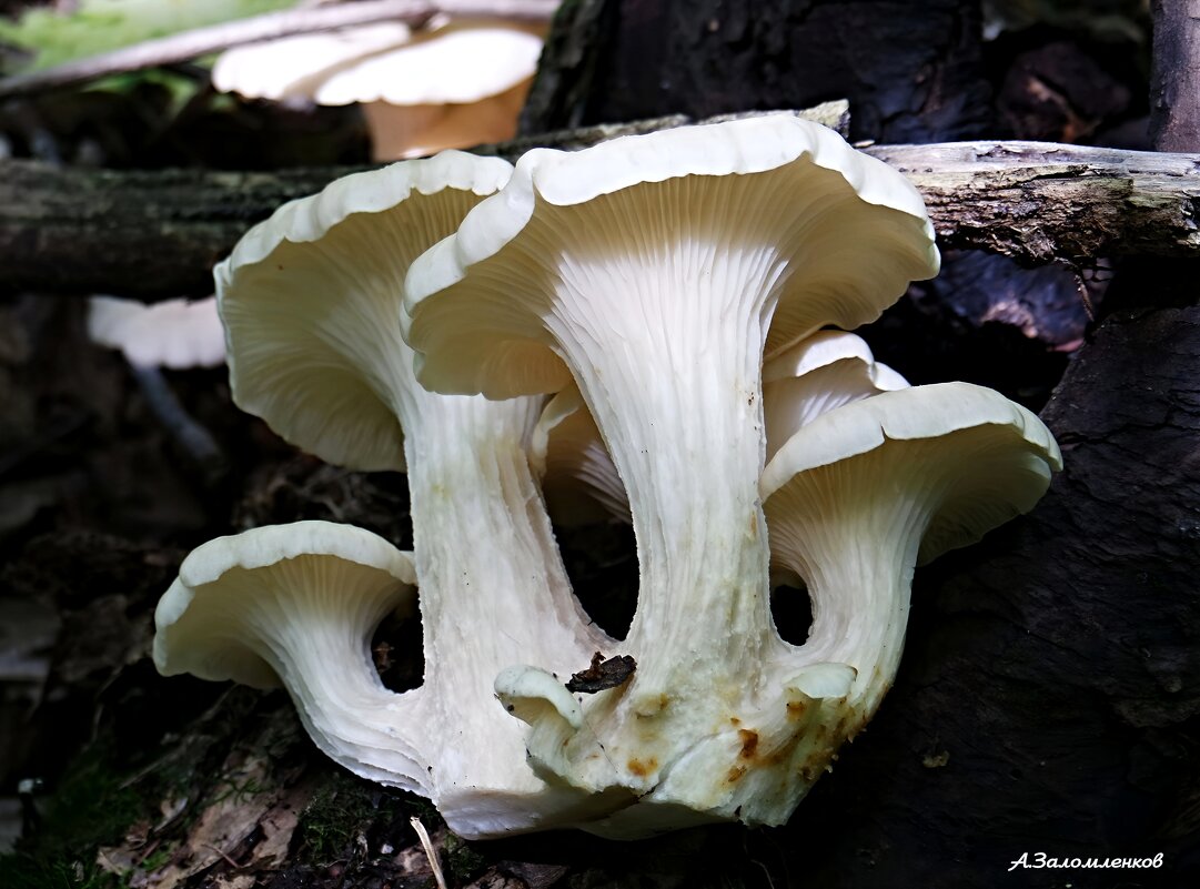 Вешенка ильмовая - Андрей Заломленков