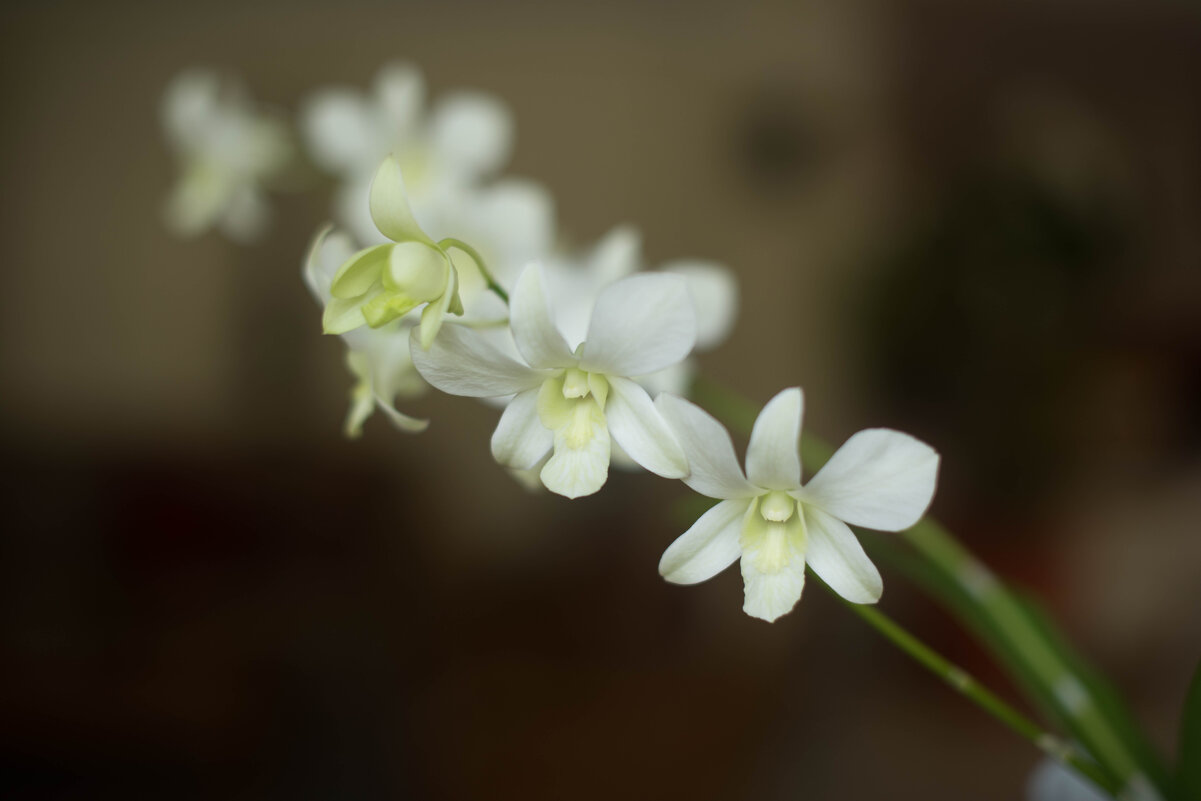 Нежность - Светлана Попова