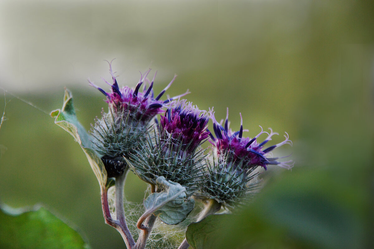 репейник обыкновенный - Надежда Куркина репейник обыкновенный - Надежда Куркина