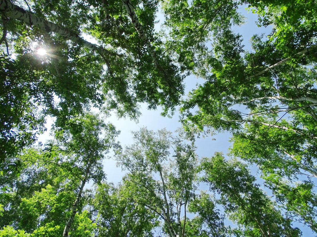 В лесу - Павел Трунцев В лесу - Павел Трунцев