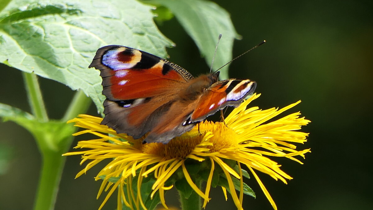 "The Natural World" (Мир Природы) - "The Natural World" Александер