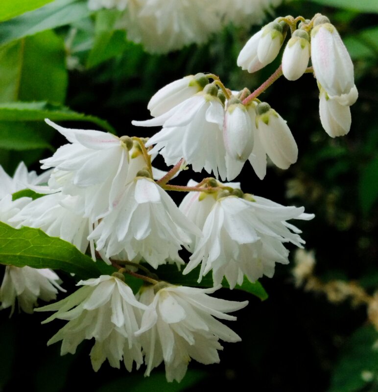 Дейция - Галина Бобкина