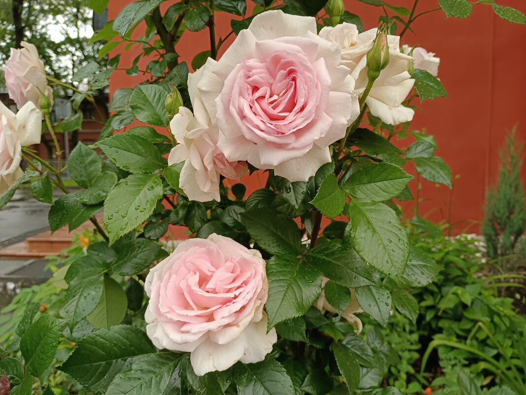 Розы у церкви - Мария Васильева Розы у церкви - Мария Васильева