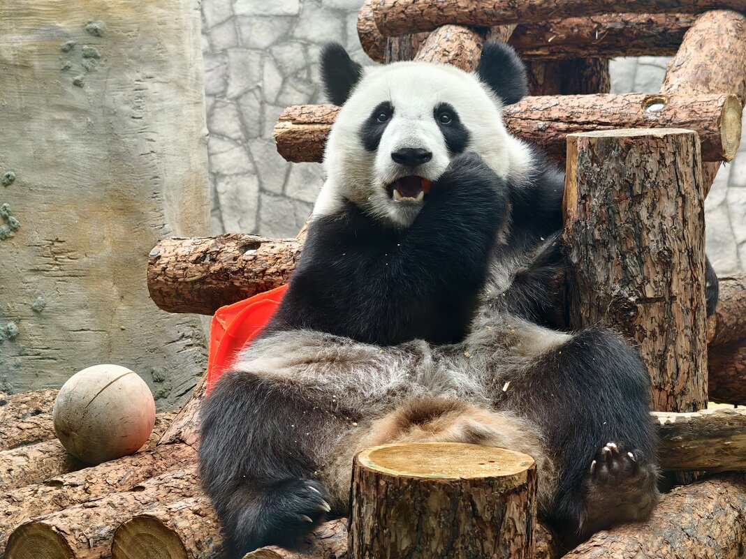 Панда Катюша - <<< Наташа >>> Панда Катюша - <<< Наташа >>>