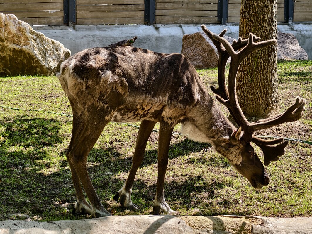 Олень - <<< Наташа >>>