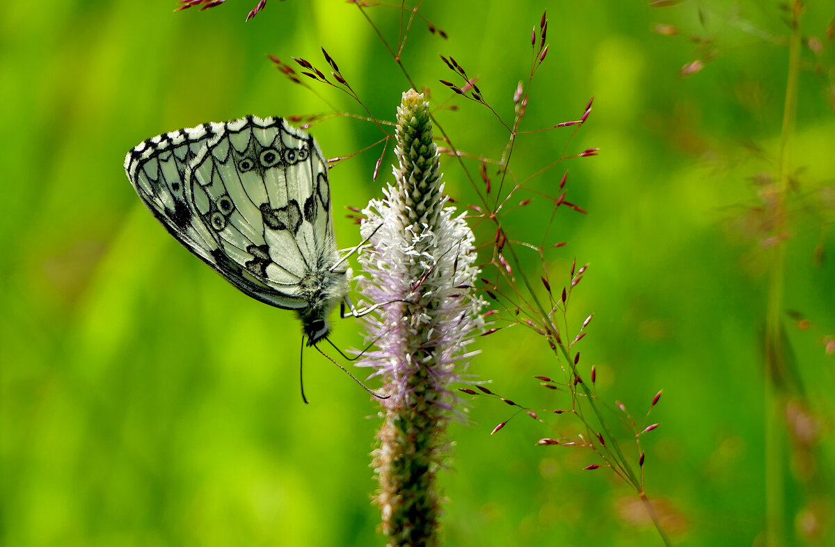и снова бабочки 4 - Александр Прокудин и снова бабочки 4 - Александр Прокудин