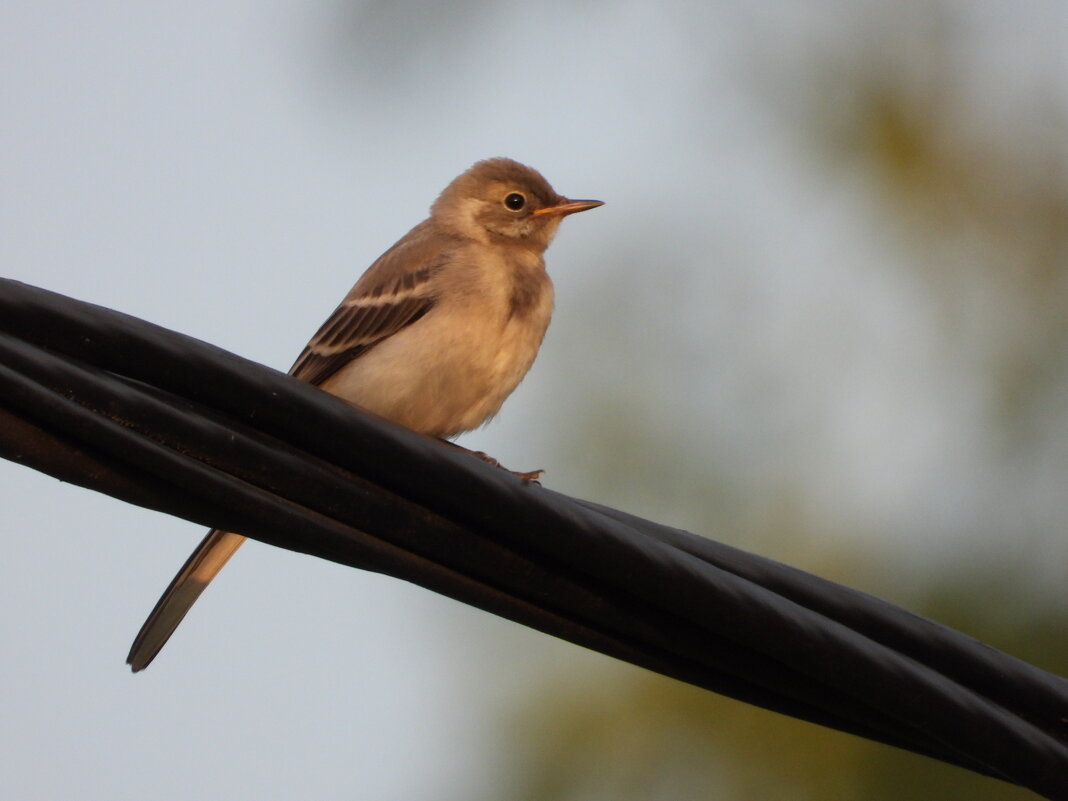 птиц - Конрад Карлович Михельсон
